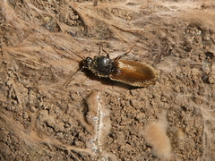 Hemicrepidius pallidipennis