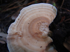 Microporellus obovatus