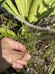Dichanthelium aciculare