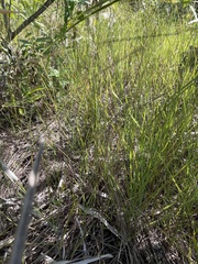 Schizachyrium rhizomatum