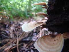 Microporellus obovatus