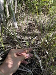 Schizachyrium rhizomatum