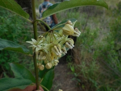 Asclepias auriculata