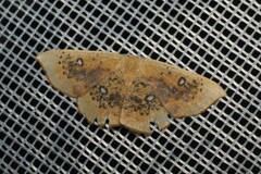 Cyclophora albiocellaria
