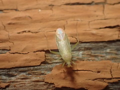 Orthotylinae