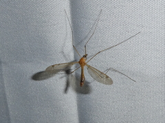 Hesperotipula