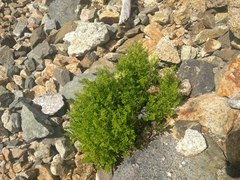 Cryptogramma cascadensis