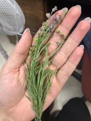 Hebecarpa barbeyana