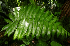 Cyathea grandifolia