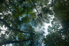 Cyathea grandifolia