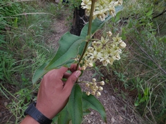 Asclepias auriculata