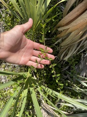 Chiococca parvifolia