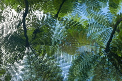 Cyathea grandifolia