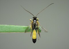 Colpotrochia cincta