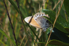 Coenonympha gardetta