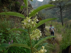 Asclepias auriculata