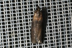 Sciota fumella