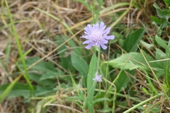 Knautia arvensis