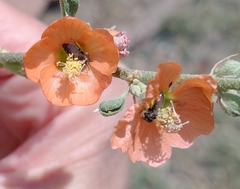 Macroteropsis