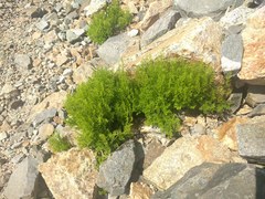 Cryptogramma cascadensis