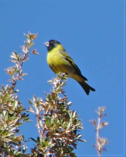 Thick-billed Siskin (Spinus crassirostris), photo 9