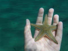 Astropecten jonstoni