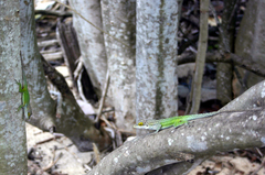 Anolis leachii