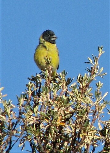 Thick-billed Siskin (Spinus crassirostris), photo 10