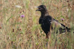 Corvus corone