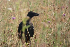 Corvus corone