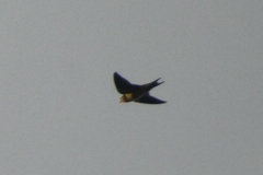 Hirundo rustica