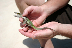 Anolis leachii