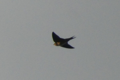 Hirundo rustica