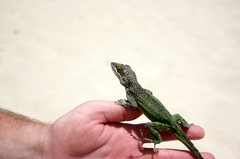 Anolis leachii