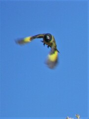 Spinus crassirostris