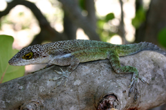 Anolis leachii