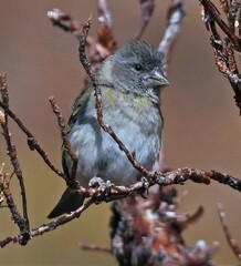 Spinus crassirostris