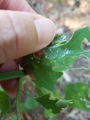 Staphylus hayhurstii