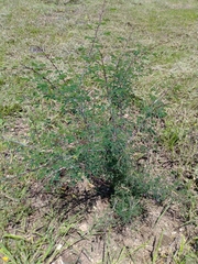 Havardia acatlensis