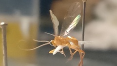 Meteorus pulchricornis