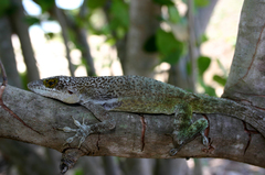 Anolis leachii