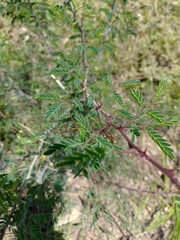 Havardia acatlensis