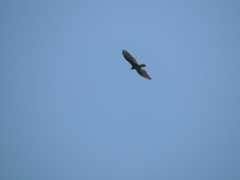 Cathartes burrovianus