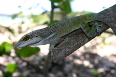 Anolis leachii