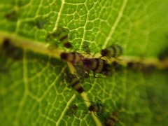 Callipterinella tuberculata