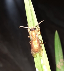 Provespa barthelemyi