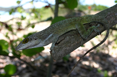 Anolis leachii