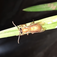 Provespa barthelemyi