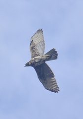 Parabuteo unicinctus unicinctus