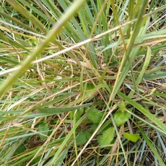 Poaceae